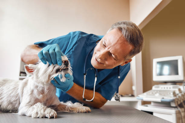 Best Emergency Dental Surgery in Lakeland, TN